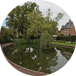 Lingfield Pond